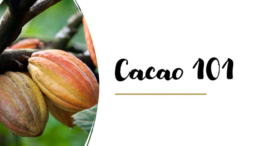Global Cacao Conference: Cacao 101